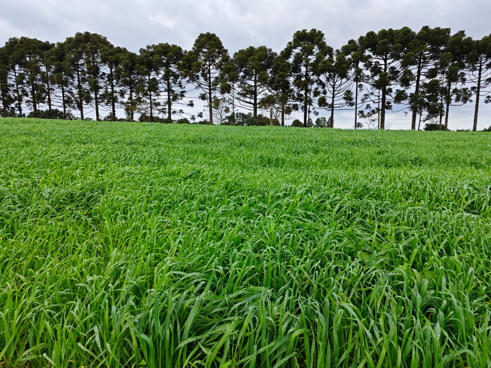 Serviços com drone agrícola em pastagem — controle biológico e mapeamento RTK para pecuária
