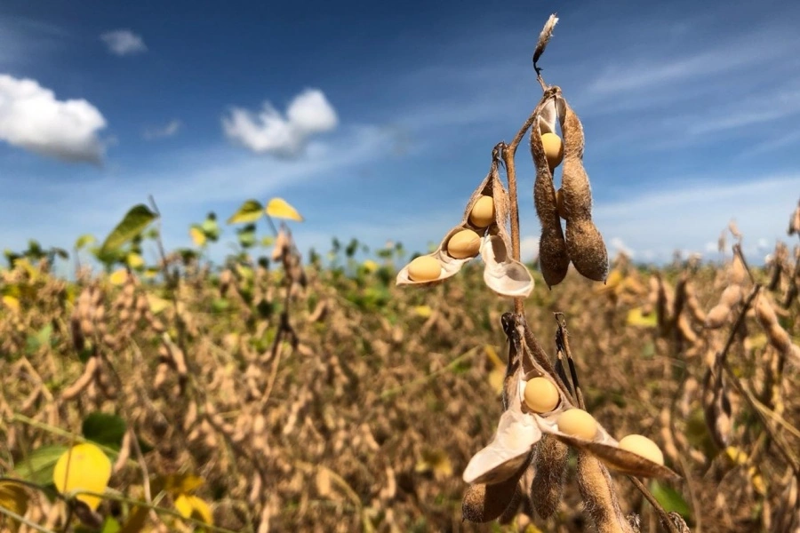 Pulverização com drone em soja — serviços agrícolas com drone para cereais
