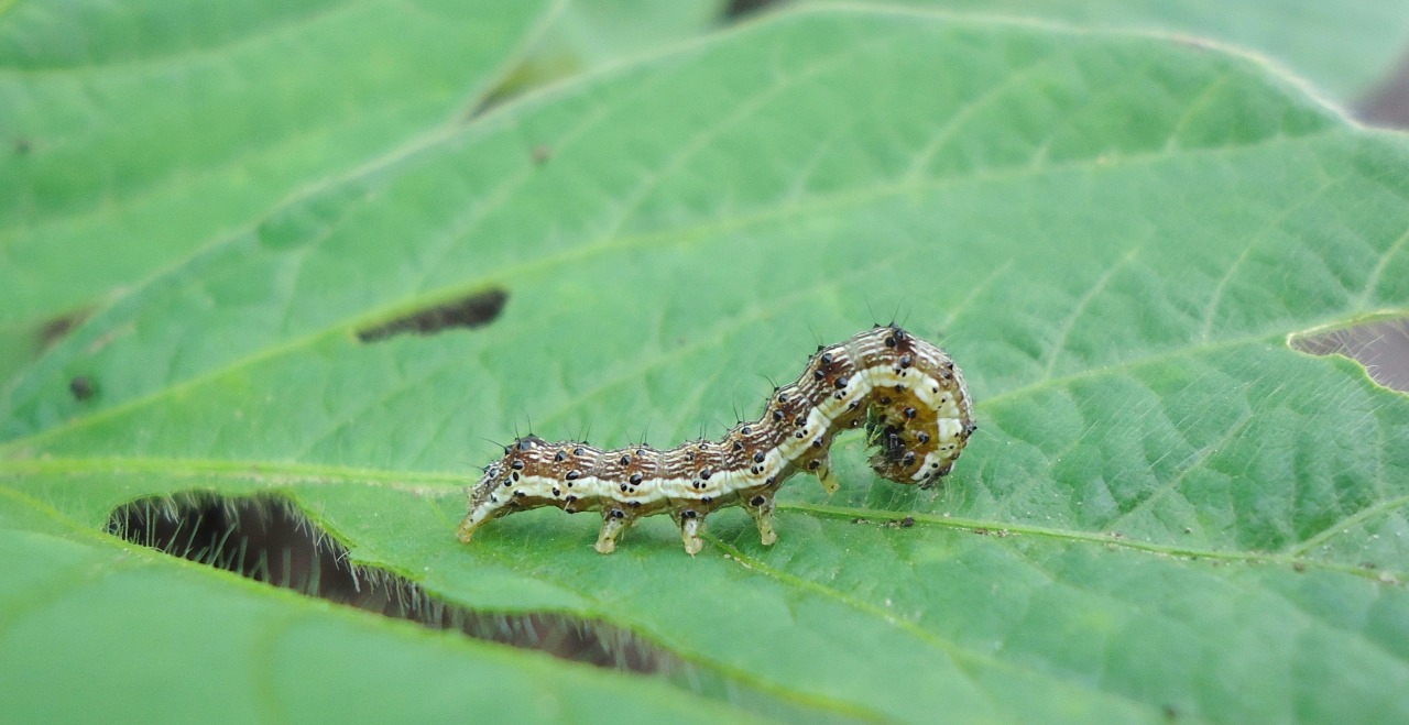 Helicoverpa armigera