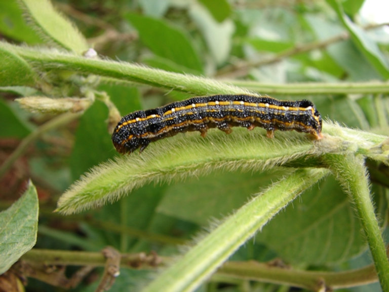 Spodoptera cosmioides