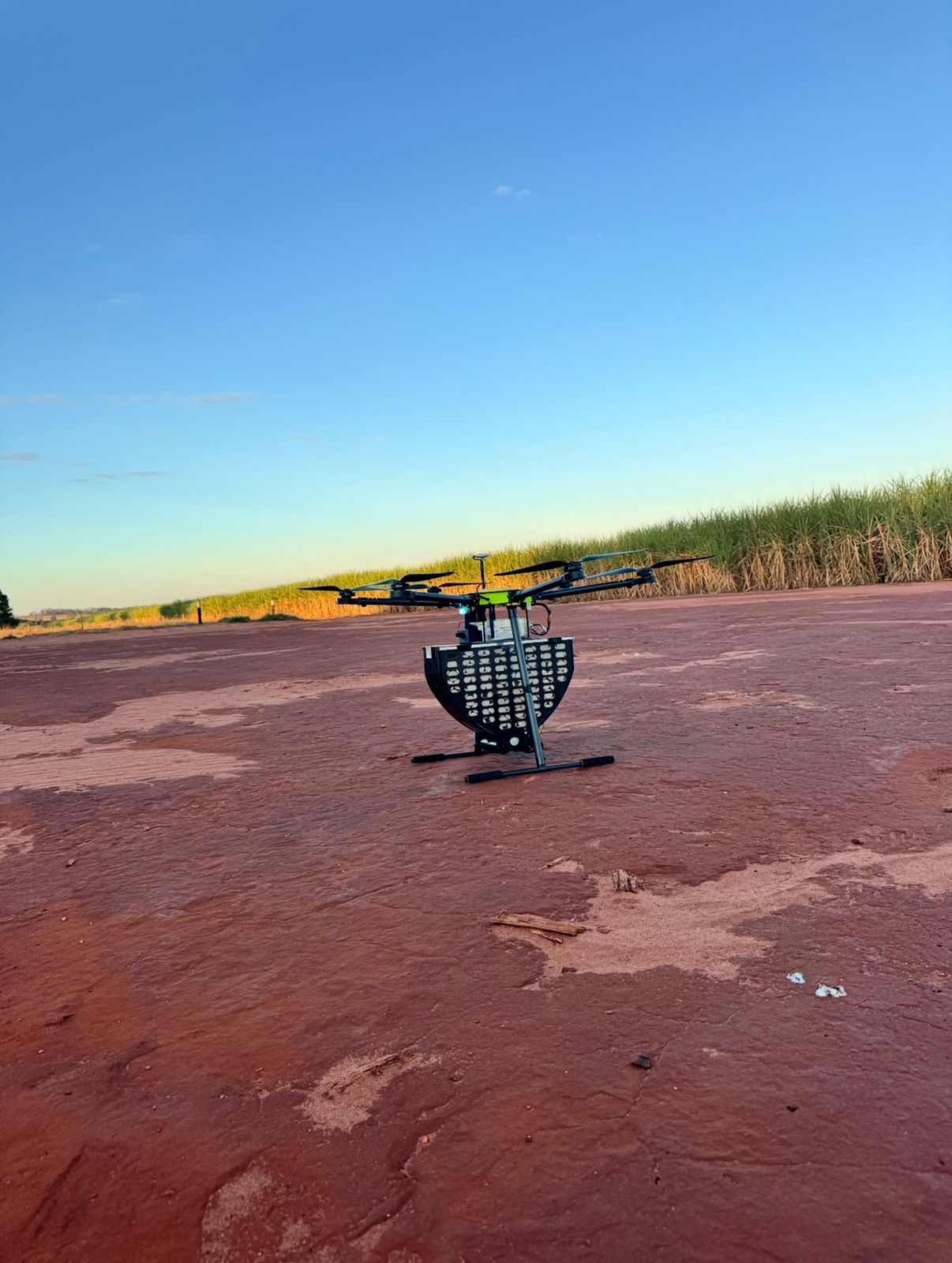 Drone Cotesia