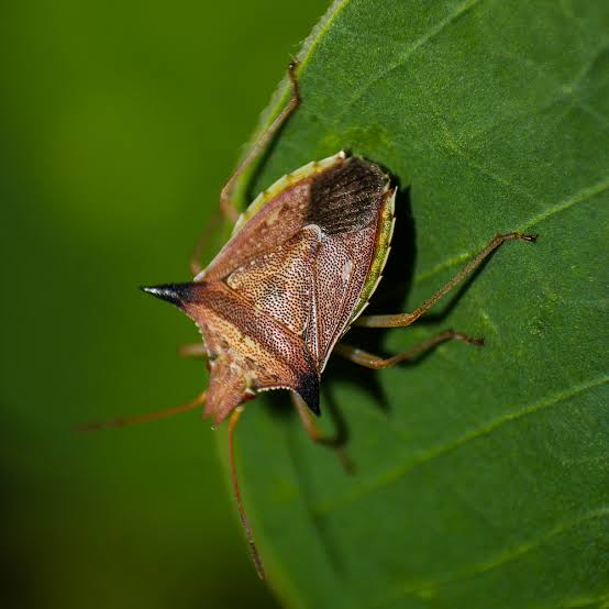 Percevejo-barriga-verde Dichelops — controle biológico com drone em milho e soja