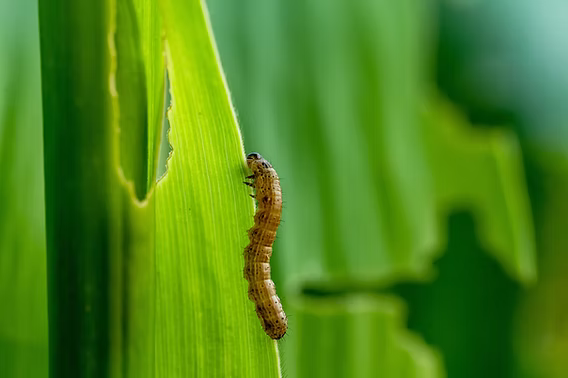 Spodoptera frugiperda