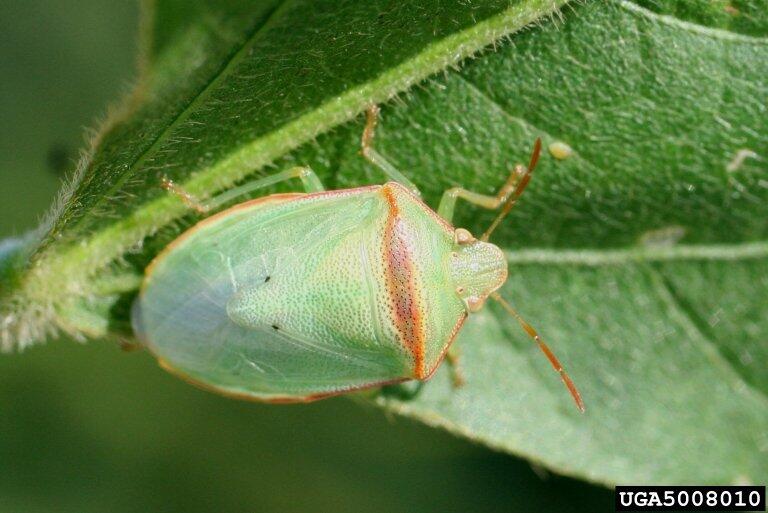 Percevejo-verde-pequeno Piezodorus guildinii — controle biológico com drone em lavoura de soja