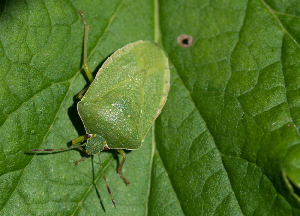 Percevejo-verde Nezara viridula — controle biológico com Telenomus podisi via drone em soja