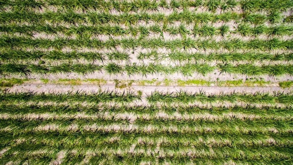 Falhas de plantio identificadas em lavoura