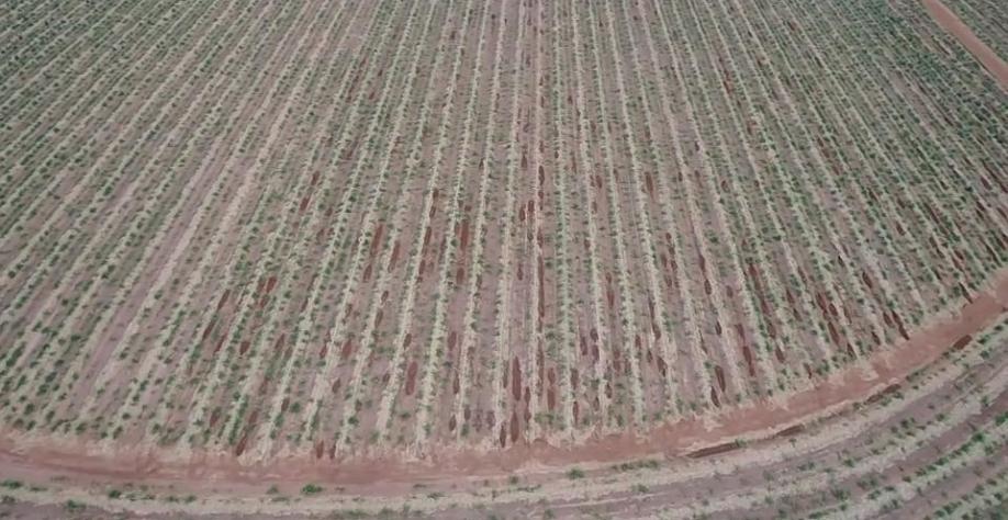 Vista aérea de canavial com mapeamento de falhas