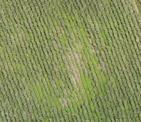 Indicadores de falhas de plantio levantados por drone