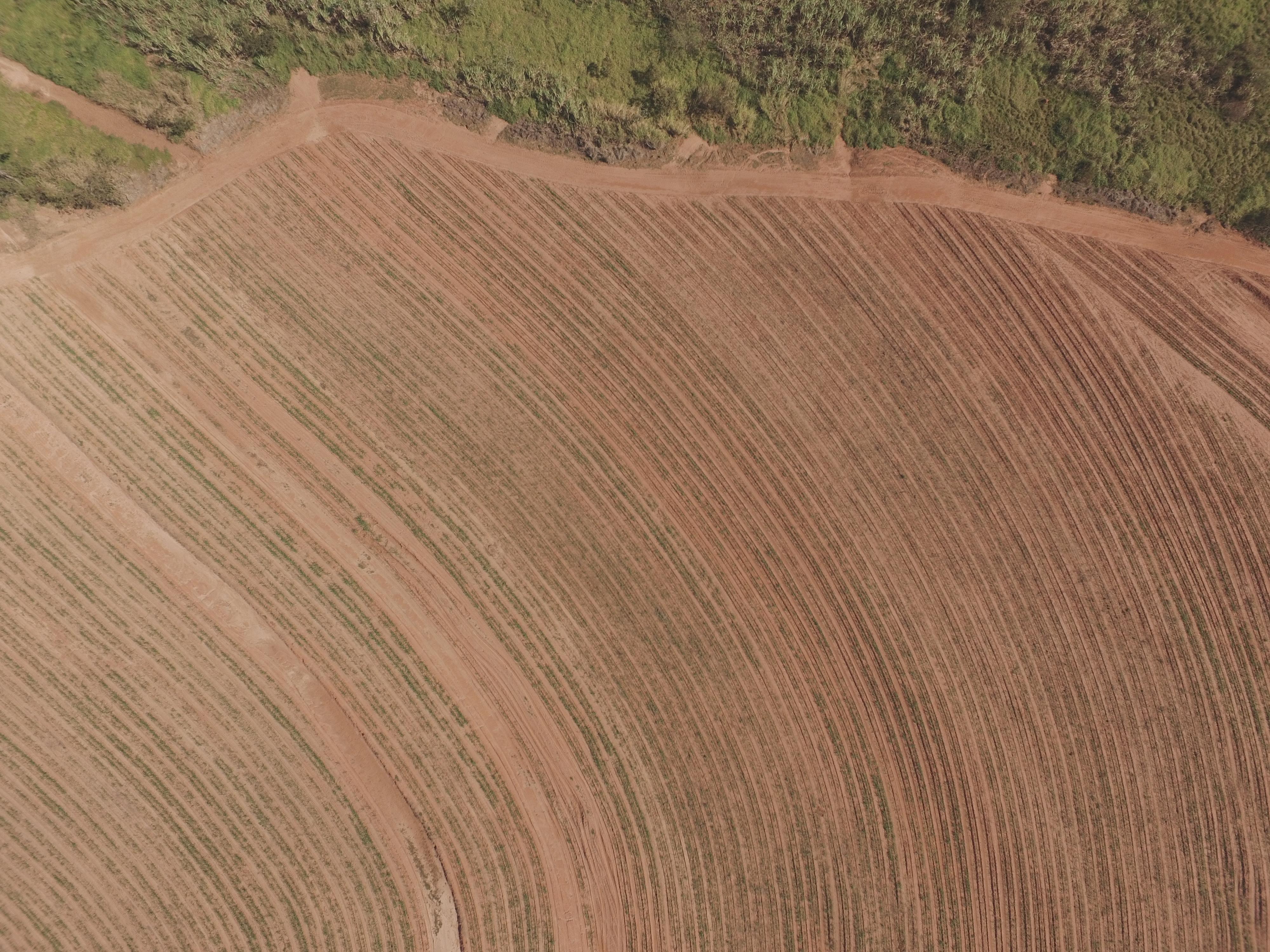 Campo de cana com linhas de plantio