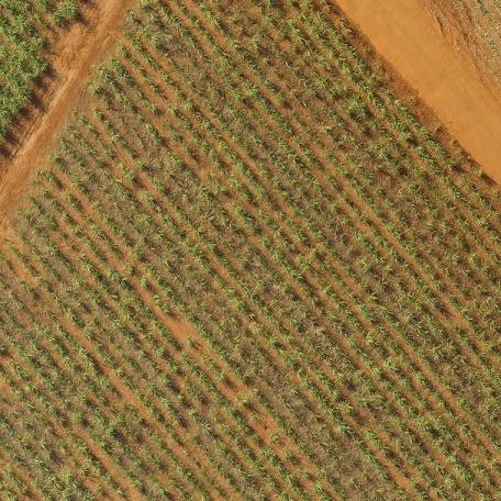 Campo de cana com operações em curso