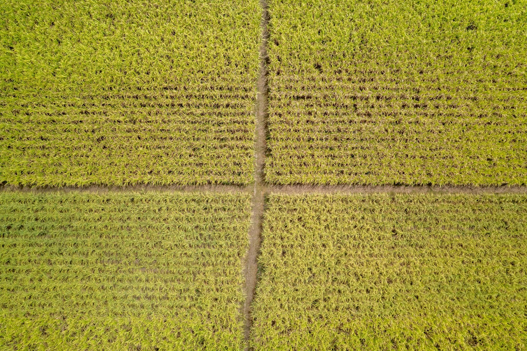 Canavial com linhas de plantio em diferentes configurações