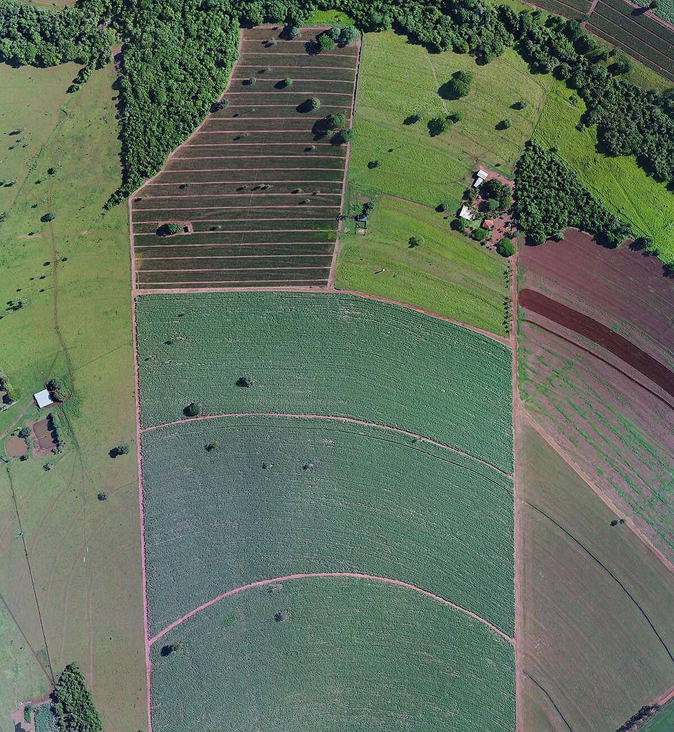 Campo de cana com levantamento concluído