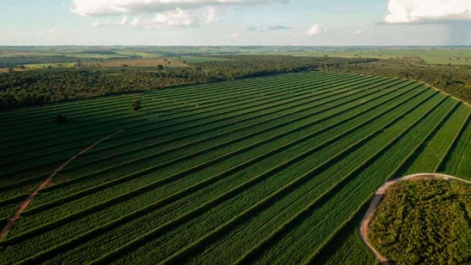 Vista aérea de canavial mapeado por drone