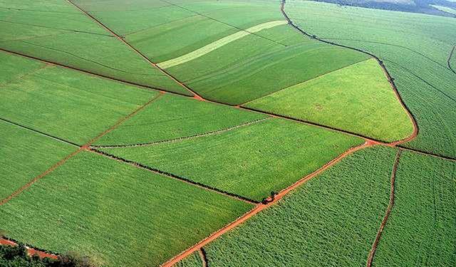 Canavial mapeado por drone