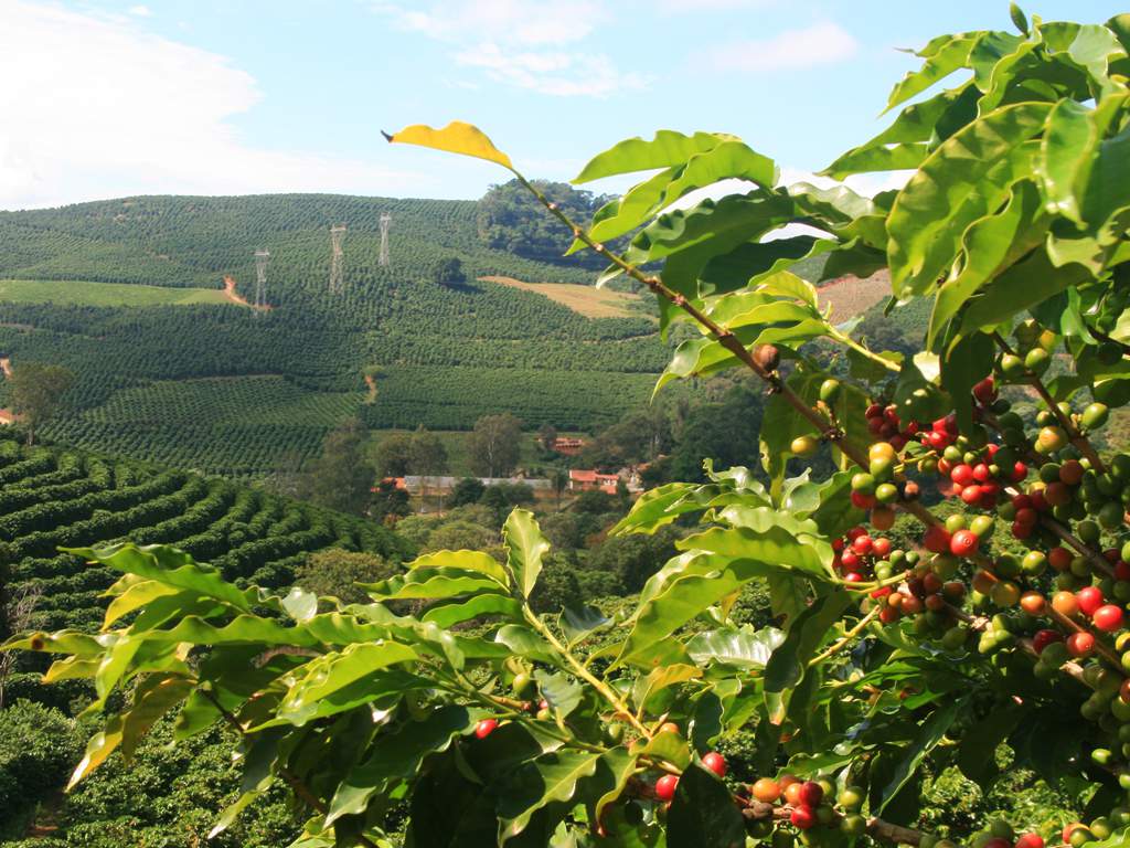 Drone agrícola em lavoura de café — pulverização e mapeamento RTK em cafeicultura