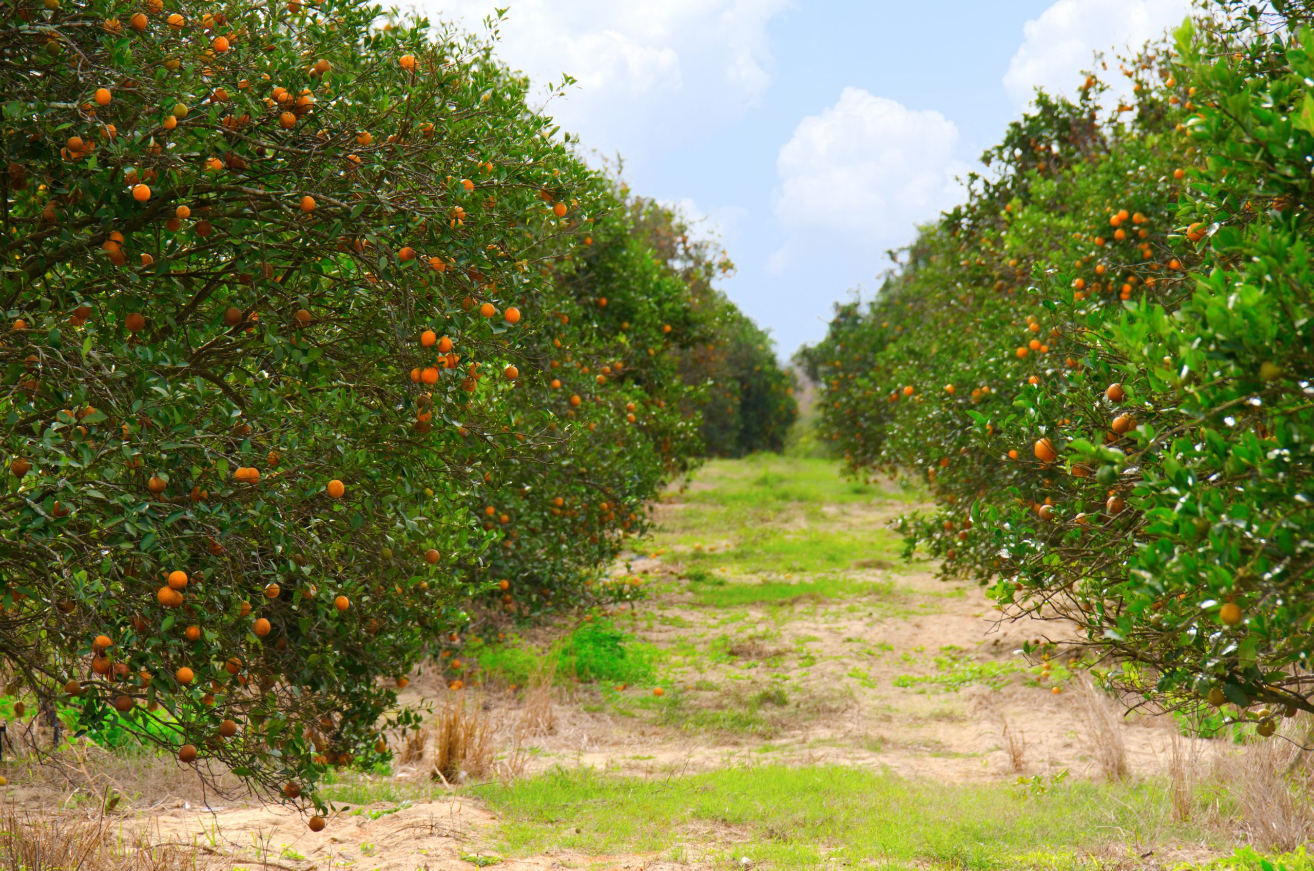 Serviços com drone em citros — pulverização agrícola com drone em laranja e citricultura