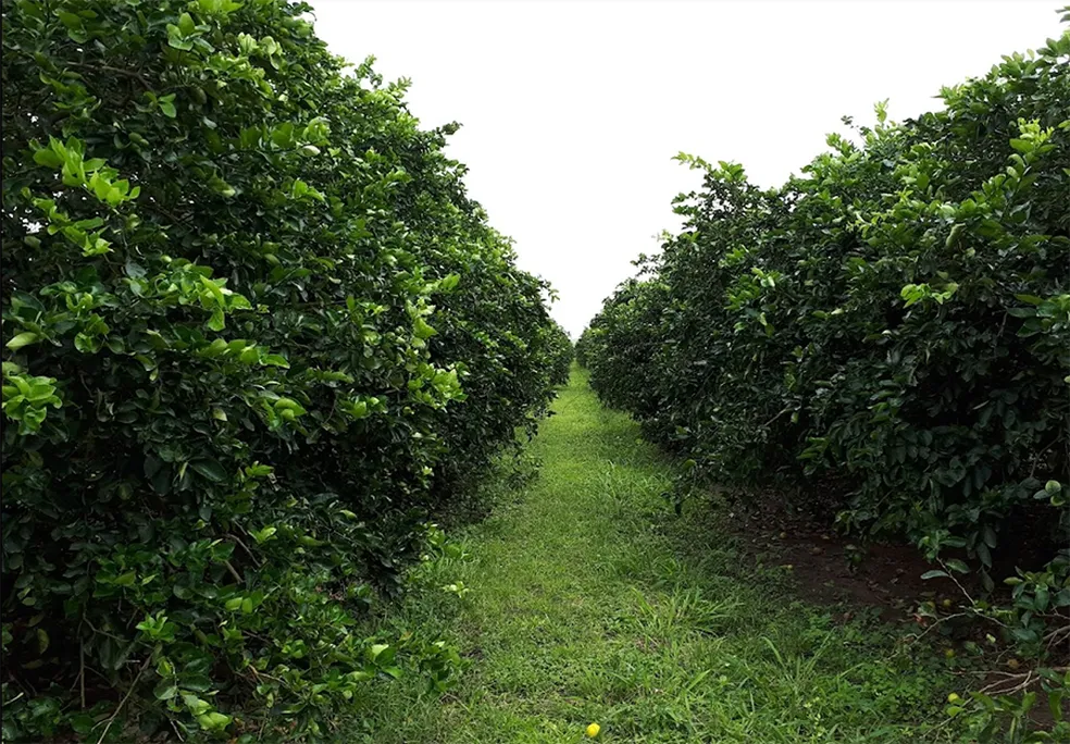 Drone agrícola em citricultura — aplicação aérea com drone em laranja MG