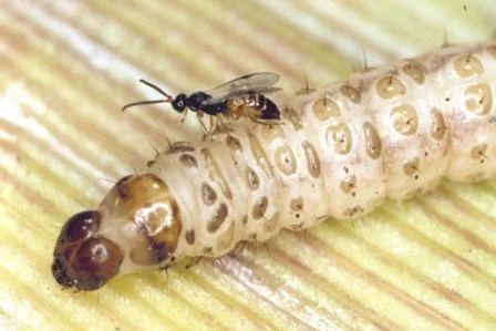 Cotesia flavipes