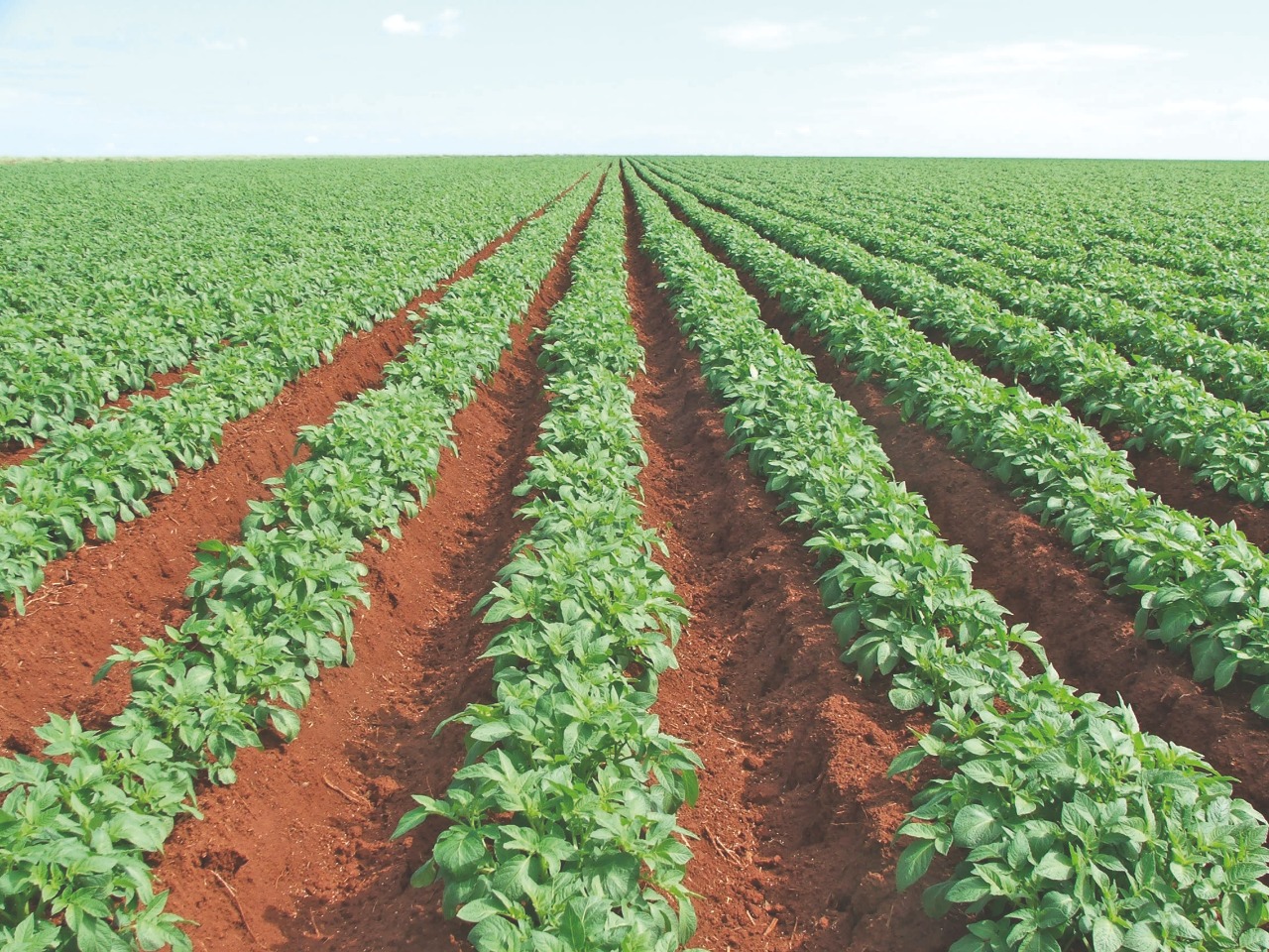 Drone agrícola em hortifrúti — pulverização com drone em hortaliças e frutas