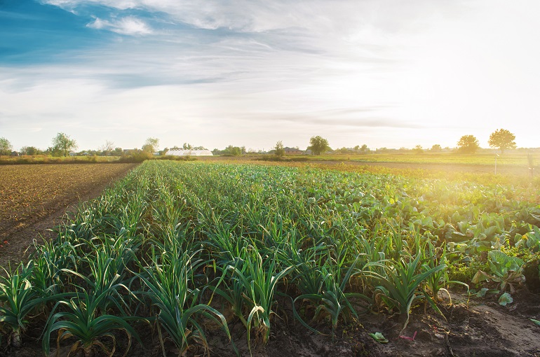 Serviços agrícolas com drone em HF — agricultura de precisão em hortifrúti