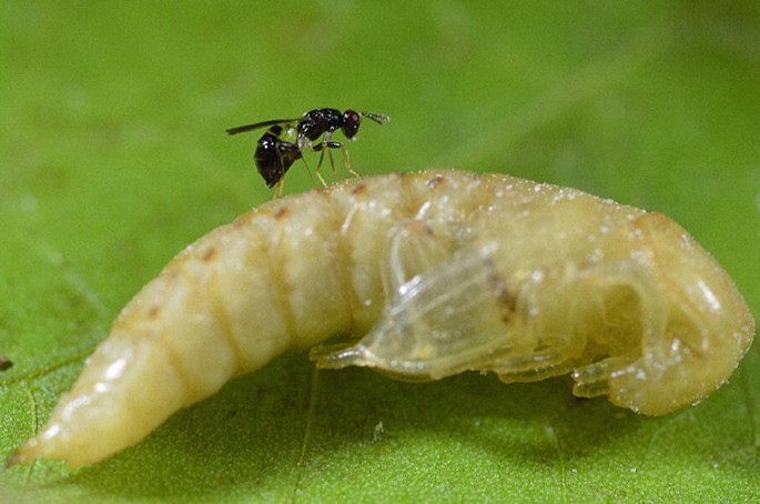 Palmistichus elaeisis
