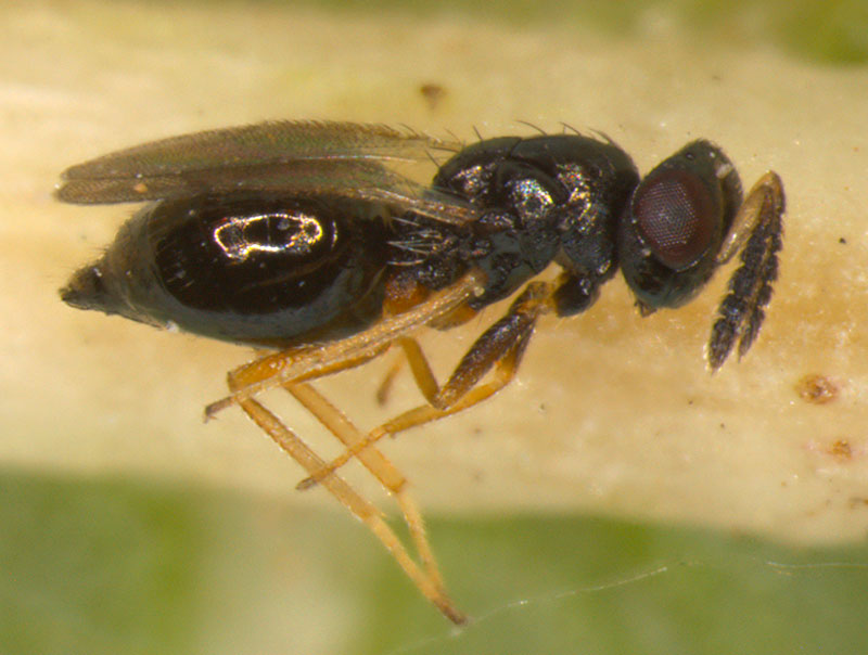 Tetrastichus howardi