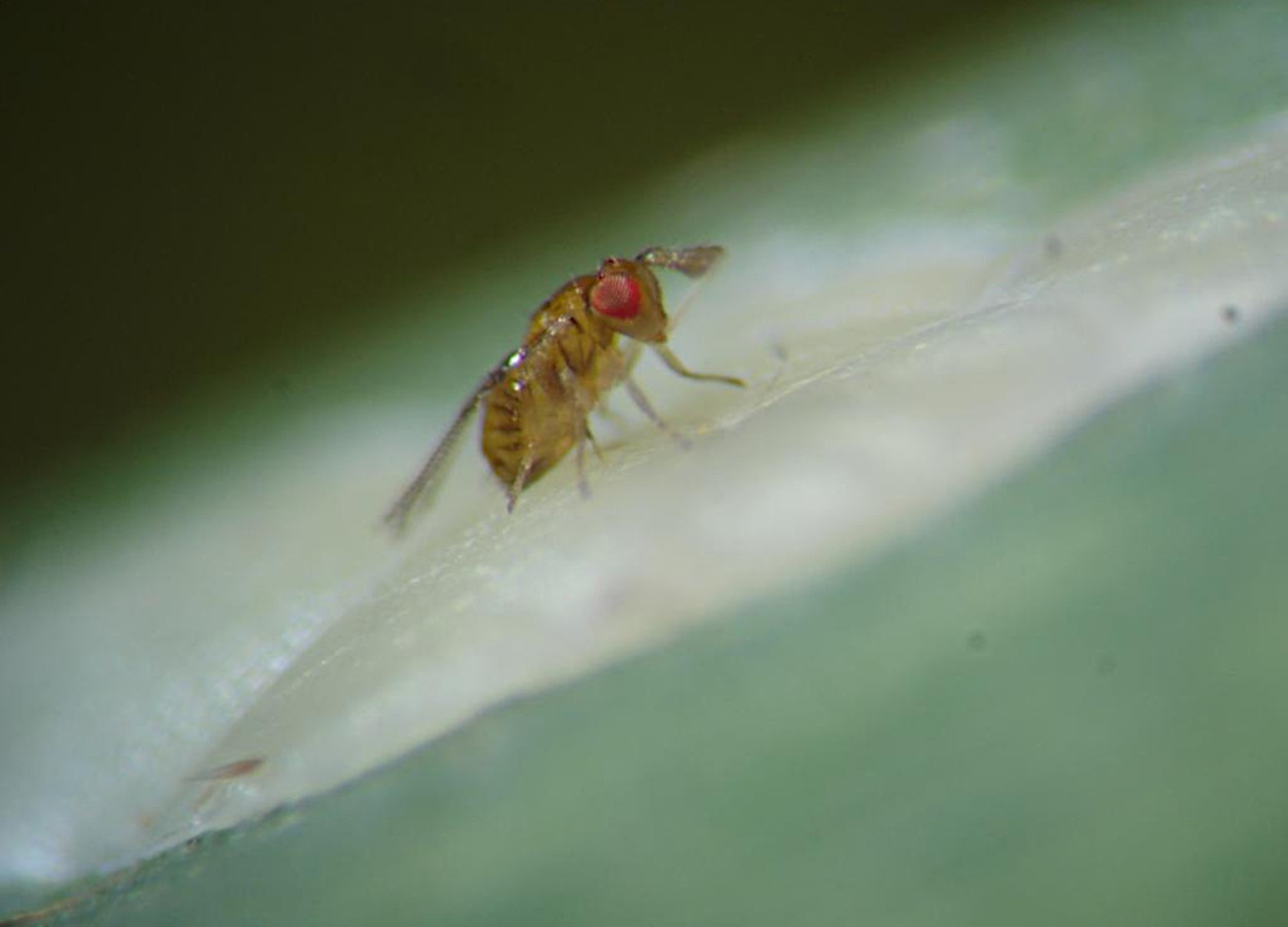Trichogramma galloi