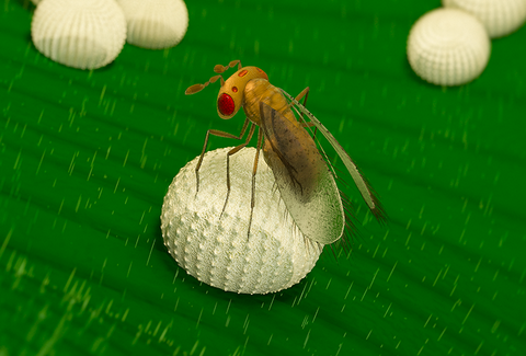 Trichogramma pretiosum
